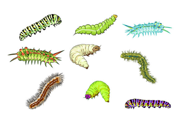 Colorful Caterpillars Vector: A Vibrant Addition to Your Design Toolkit